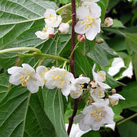 Актинідія Оригінальна (чоловічаформа) саджанці