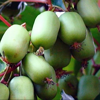 Актинідія Оригінальна (Ж.форма) саджанці