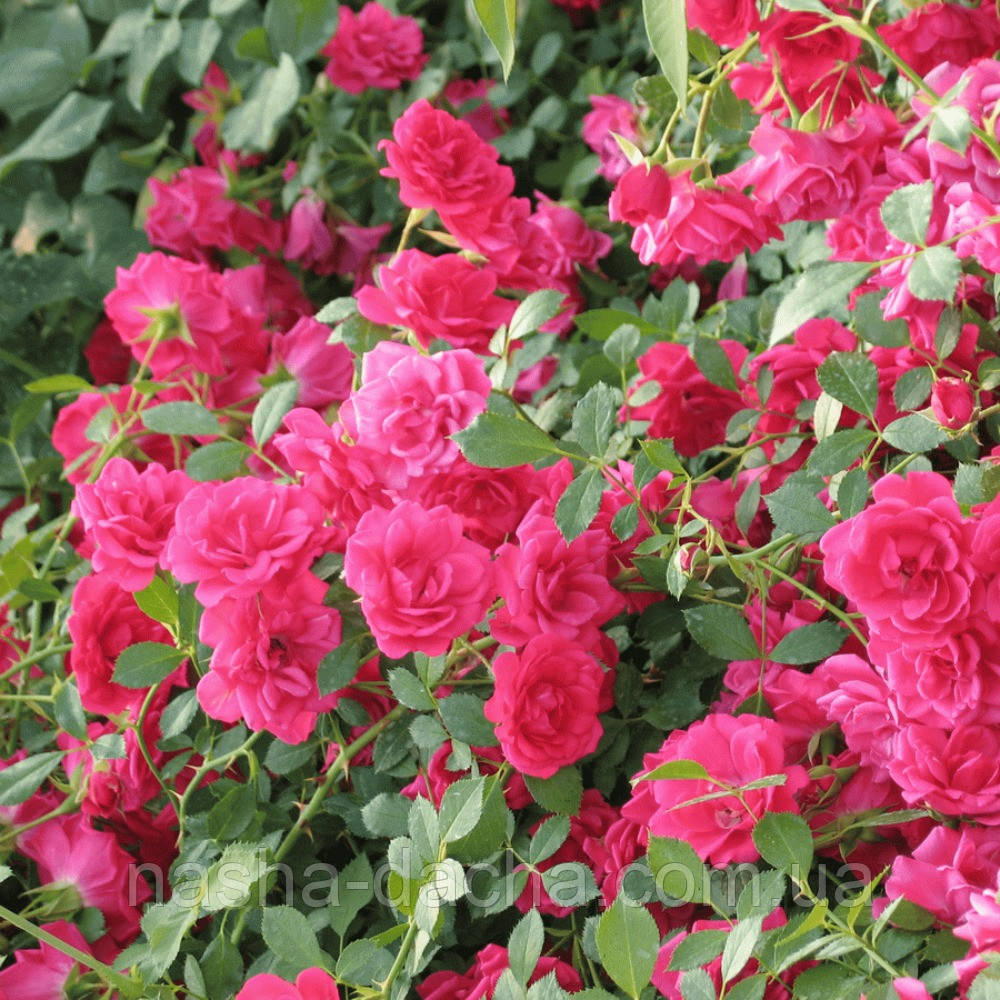 Роза в'юнка Декор Арлекін