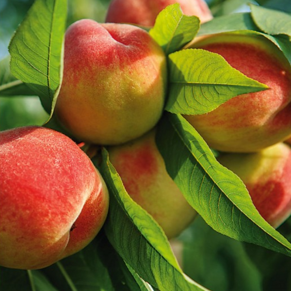 

Саженцы персика «Вайн Голд Т3» - 2-летний