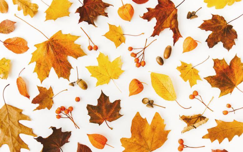 Фото-фон осінній вініловий 120×75 см "Білий фон листя клена, жолуді" тло для предметної зйомки ПВХ