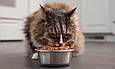 Котячий корм "Індичка з лососем", вологий корм для котів, (10х85 г) - Wiejska Zagroda, фото 3