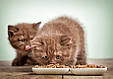 Корм для кошенят "Індичка з куркою", вологий корм для кошенят, (10х85 г) - Wiejska Zagroda, фото 3