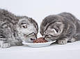 Корм для кошенят "Індичка з куркою", вологий корм для кошенят, (5х400 г) - Wiejska Zagroda, фото 3