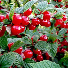 Вишня повстяна Алтана (середньостигла) щеплена