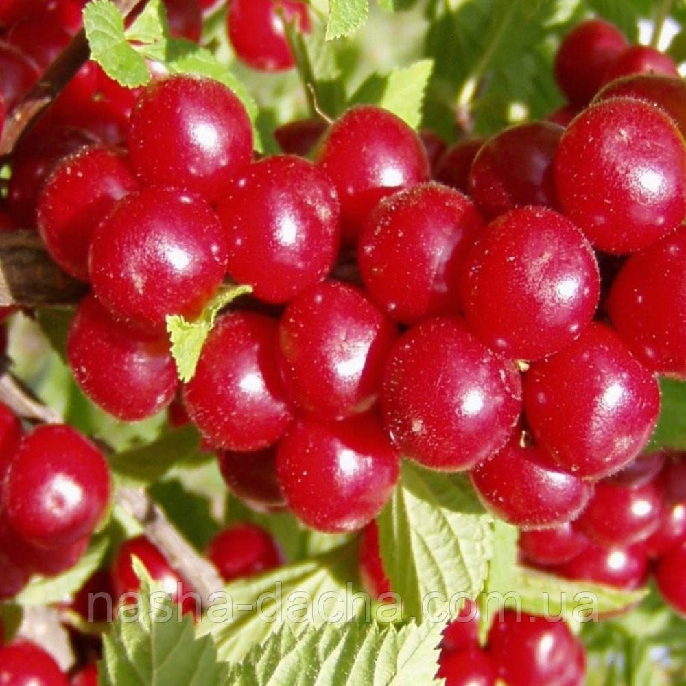 Вишня войлочна Захоплення (рання) (горщик 0,5 л)