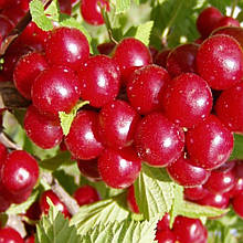 Вишня войлочна Захоплення (рання) щеплений