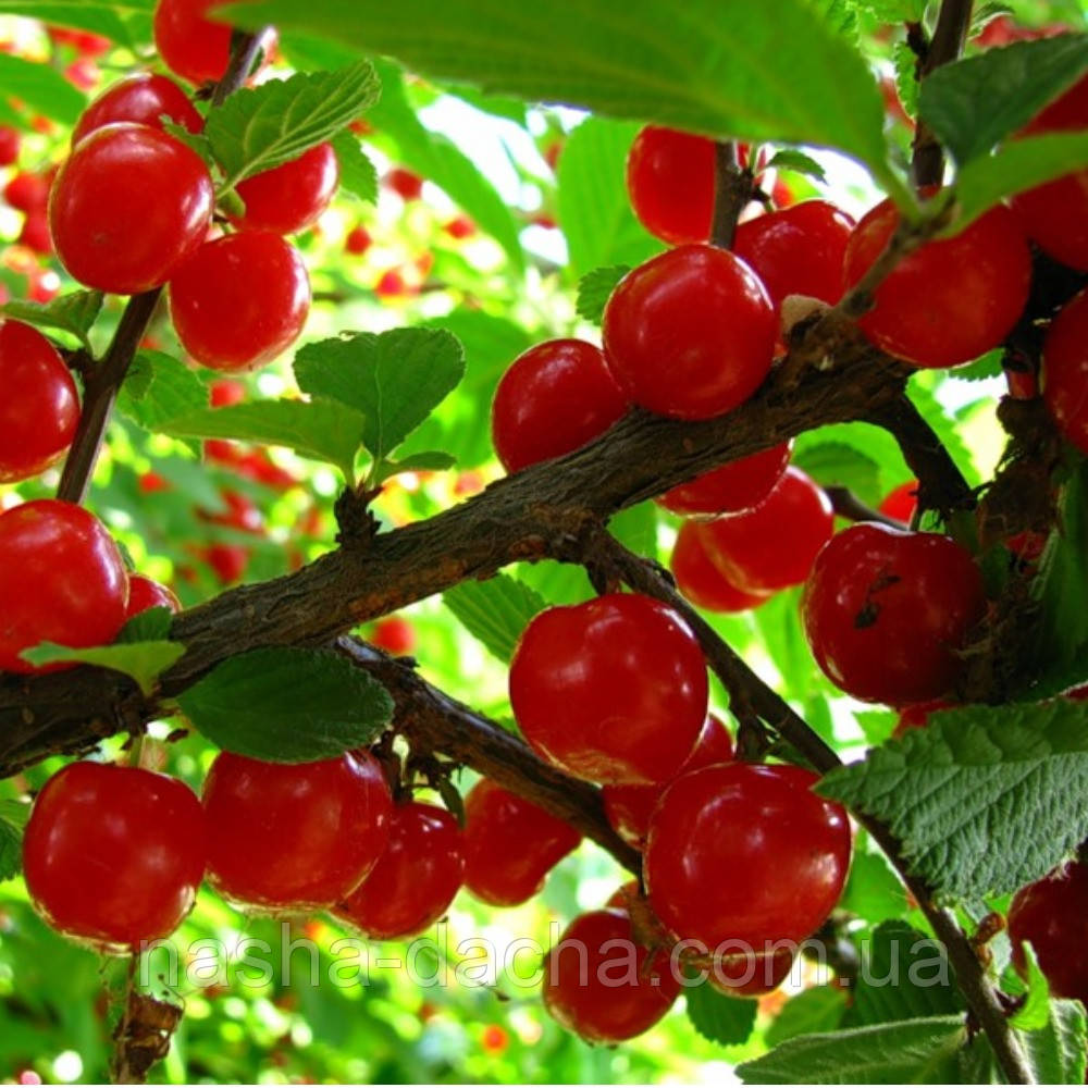 Вишня повстяна Дитяча (середньостигла) щеплений