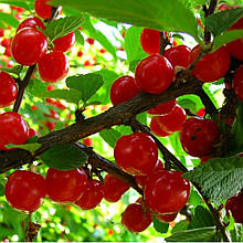 Вишня повстяна Дитяча (середньостигла) щеплений