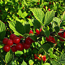 Вишня повстяна Казка (середньостигла) щеплена