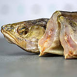 Судак мляв потрошений, фото 8