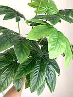 Штучний кущ для декору - Фатсія ( латекс 68 см), фото 3