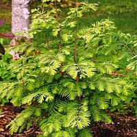 Саджанці Метасеквойя глиптостробовидна (Metasequoia glyptostroboides)