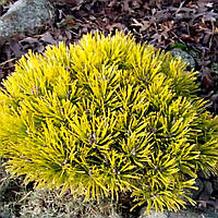Саджанці сосни гірської Вінтер Голд на штамбі (Pinus Winter Gold) С3