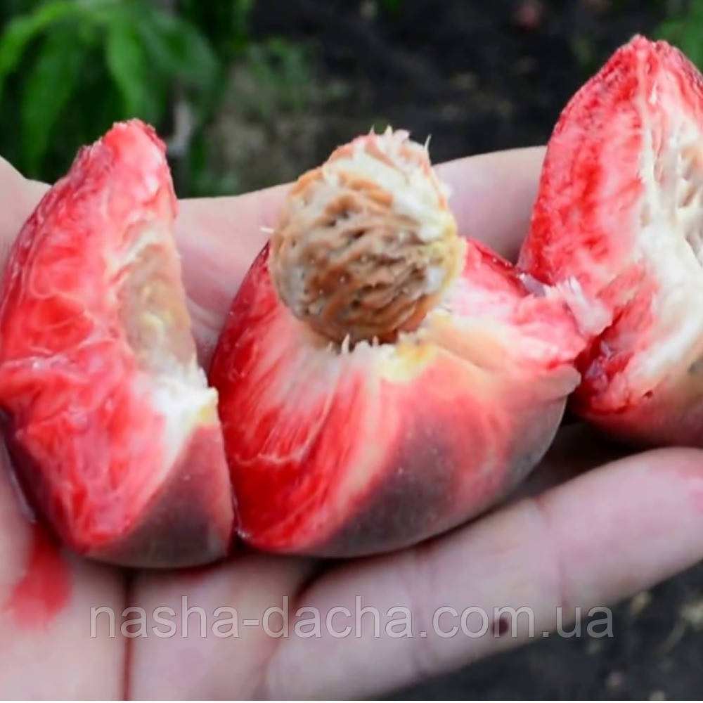 Нектарин колоноподібний червоном'ясий (пізній)