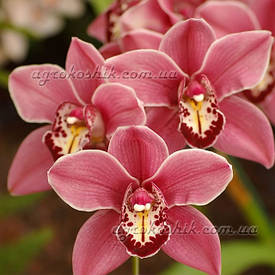 Товари для орхідеї