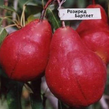 Груша "Рози Ред Бартлет" (рання)