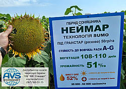 Гібрид соняшника Неймар Сумо під Гранстар 50грамів. Врожайне насіння стійке до сьоми рас вовчка A-G Неймар. Стандарт та Екстра фракція по наявності.