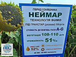 Соняшник Неймар під гранстар. Врожайність 45ц/га Гібрид стійкий до семи рас вовчка A-G. Всі раді Вам.
