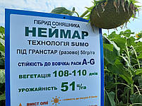 Соняшник Неймар під гранстар. Урожайність 45ц/га ранньостиглий, тривалість Неймар стійкий до посухи та семи рас вовчка A-G., фото 10