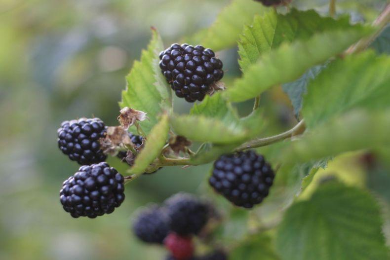 Ожина чорна "Садове диво", фото 1