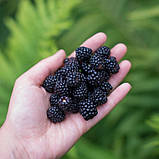 Ожина чорна "Садове диво", фото 2