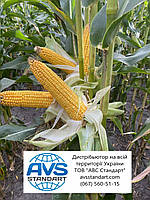 Гібрид кукурудзи АРЛЕН ФАО 300. Врожайне насіння кукурудзи АРЛЕН 140ц/га, вологовіддача 14-15%., фото 5