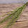 Сухоцвіт салекс кручений Matsumata №5138 салатовий, фото 2