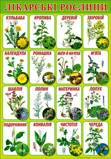 Плакат "Лікарські рослини" П-153