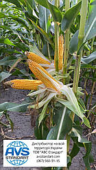 Кукурудза АРЛЕН ФАО 300. Врожайне насіння кукурудзи АРЛЕН 140ц/га, вологовіддача 14-15%, посуха 9 балів. Врожай 2020 року є ще трохи в наявності.
