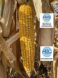 Насіння кукурудзи Андрес ФАО 350 аналог ВН 6763 врожайність 130ц / га. Гібрид стійкий до спеки, волога 15-16%. Врожай 2020-21 року.