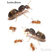 Lasius flavus - жовта лугова мураха матка+росплід+до 20 робочих для мурашиної ферми (формікарія)