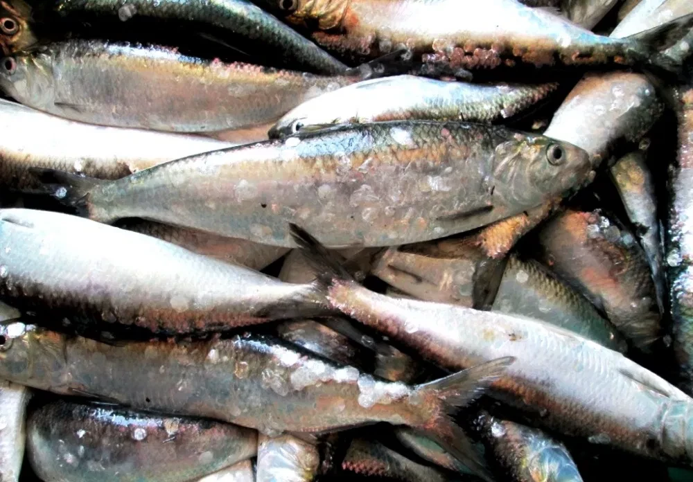 Селедка дунайская малосольная, дунайка из Вилково, непотрошеная +-4 шт ...