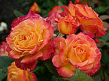 Троянда флорибунда Гартеншпас (Gartenspass), фото 2