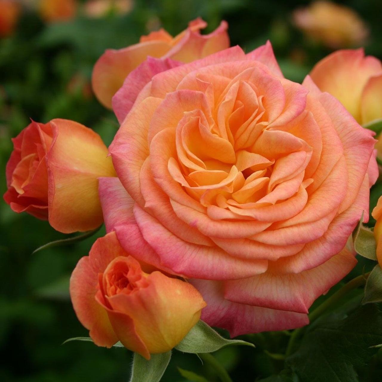 Троянда флорибунда Гартеншпас (Gartenspass), фото 1