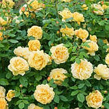 Роза шраб Голден Зест (Golden Zest), фото 2