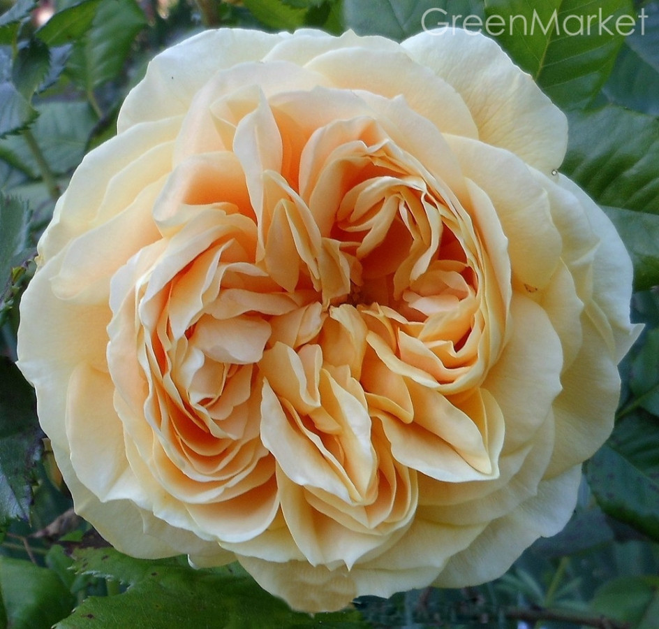 Роза шраб Голден Зест (Golden Zest)
