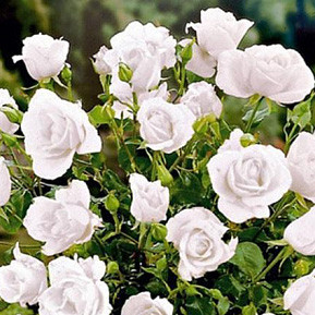 Роза штамбова White Meidiland