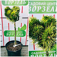 Сосна гачкувата Круснохорец/Pinus uncinata Krusnohorec С5/ Ра40