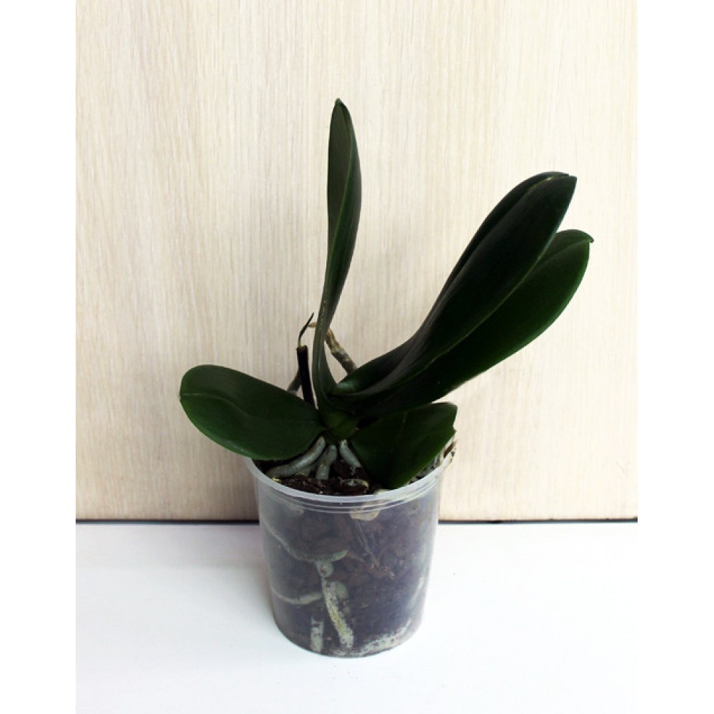 Орхідея фаленопсис відцвіла рослина