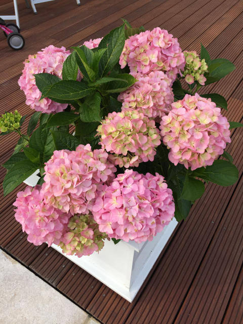 Купить Ортензія великолиста Леді Седакшн/HYDRANGEA macrophylla
