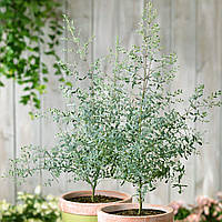 Эвкалипт Ганна FRANCE BLEU® 'Rengun'. Eucalyptus gunnii FRANCE BLEU® 'Rengun'.