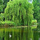 Саджанці Верби (верби) звичайної - (Salix alba), фото 2