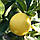 Лимон «Ванільний» (Citrus limon Vainiglia) 55-60 см. Кімнатний, фото 3