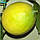 Лимон «Ванільний» (Citrus limon Vainiglia) 55-60 см. Кімнатний, фото 4