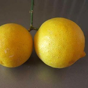 Лимон «Ванильный» (Citrus limon Vainiglia) 40-45 см. Комнатный - фото 5 - id-p1489316168