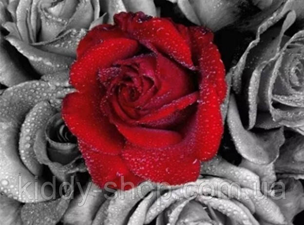 Алмазна вишивка. Картина на підрамнику "Одна" , розмір 40х50, фото 1