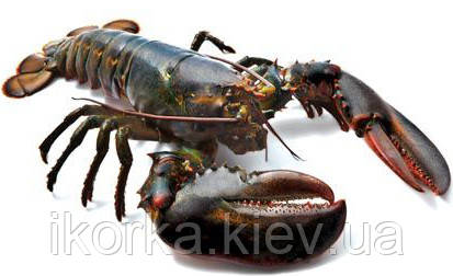 Лобстер 450-550 700-800