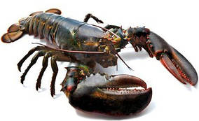 Лобстер Живий (450-1350 г/шт) 2000+