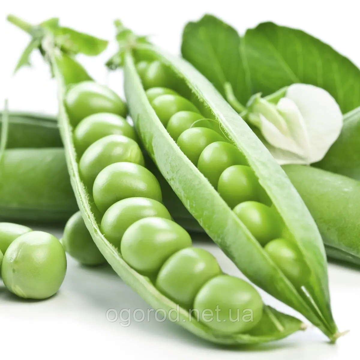 Преладо горох Syngenta Голландія 20 шт